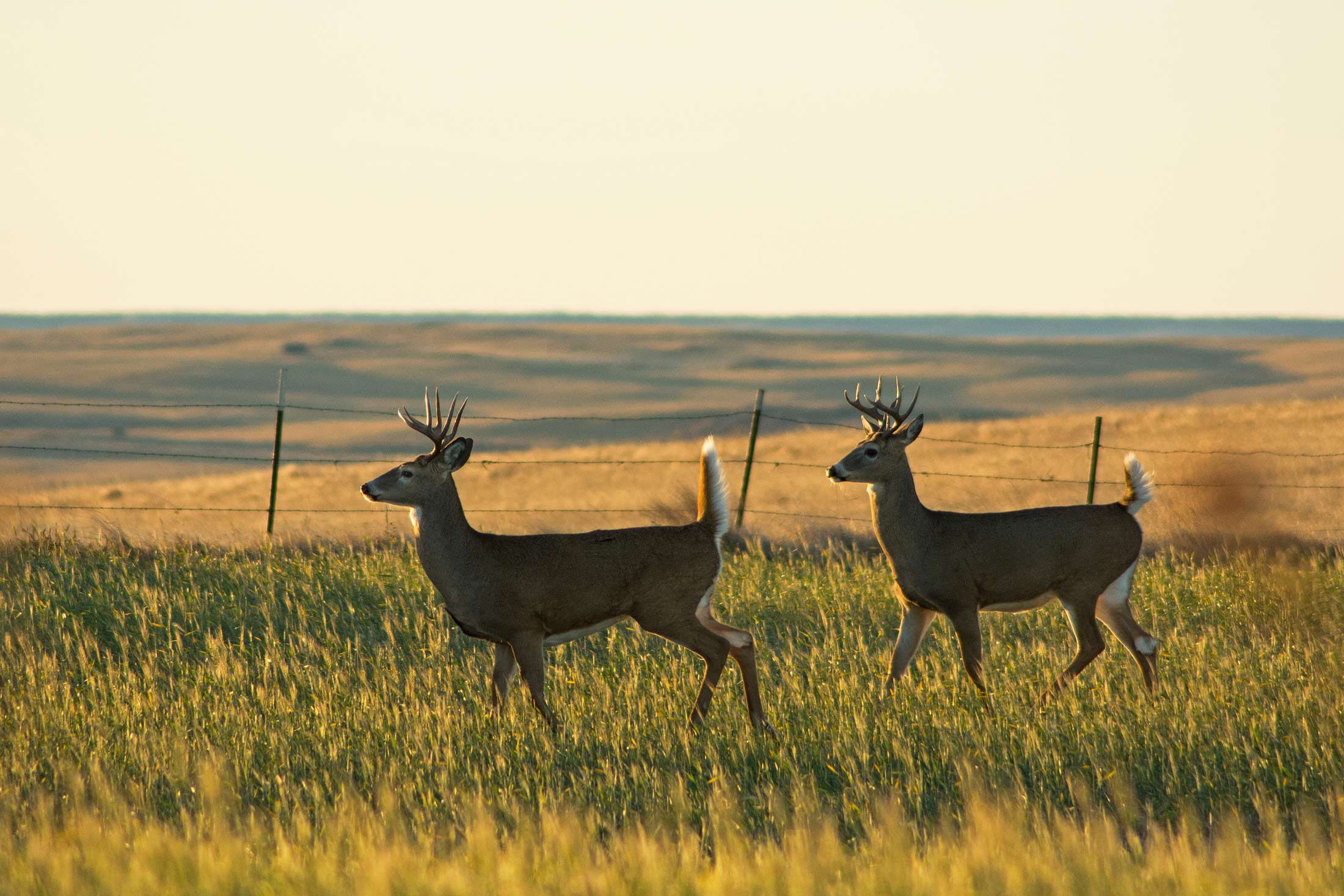 Wildlife Viewing in Montana's Missouri River Country