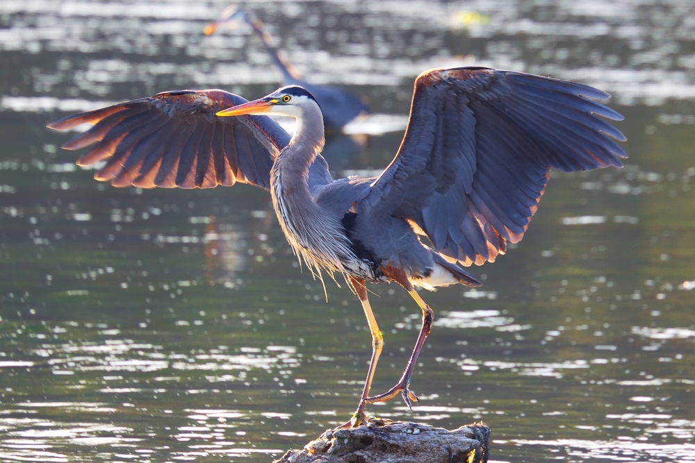 Blue Heron