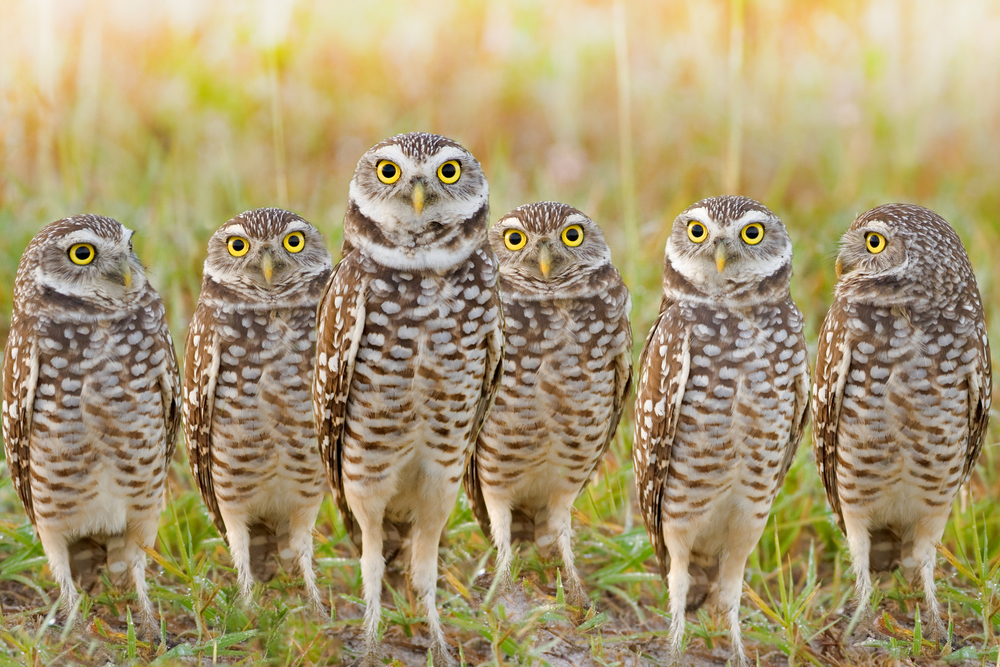 Burrowing Owl