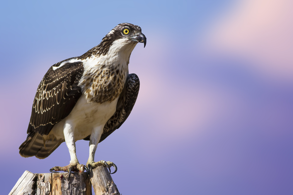 Osprey