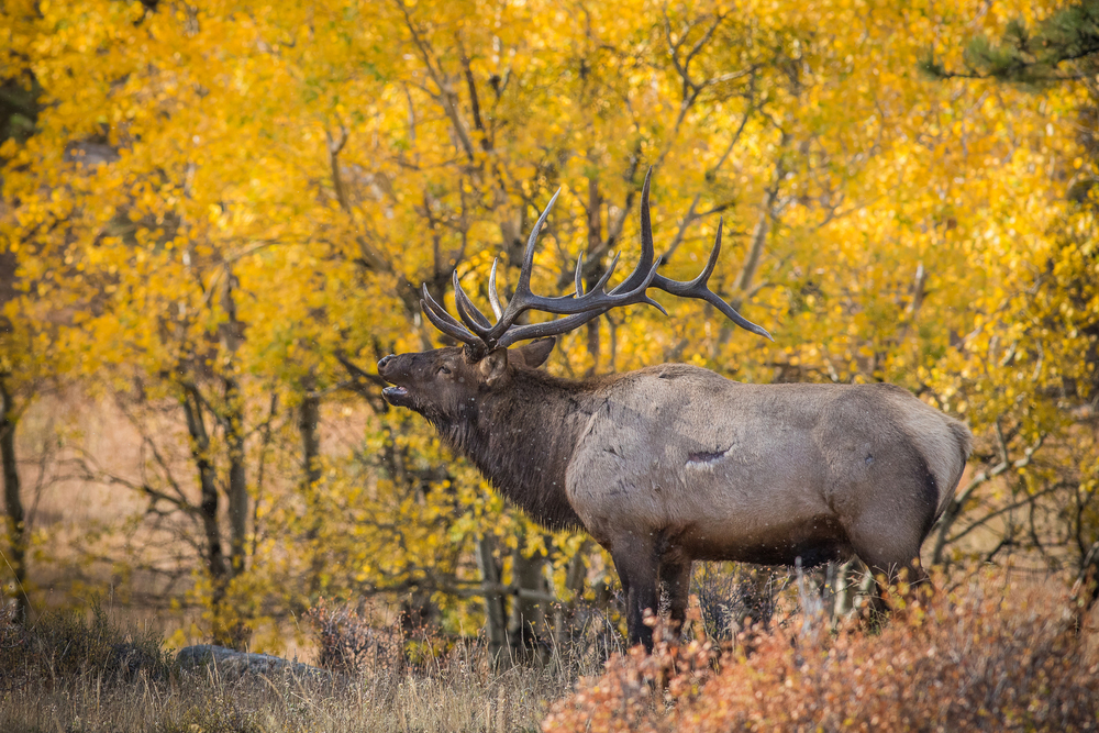 Elk