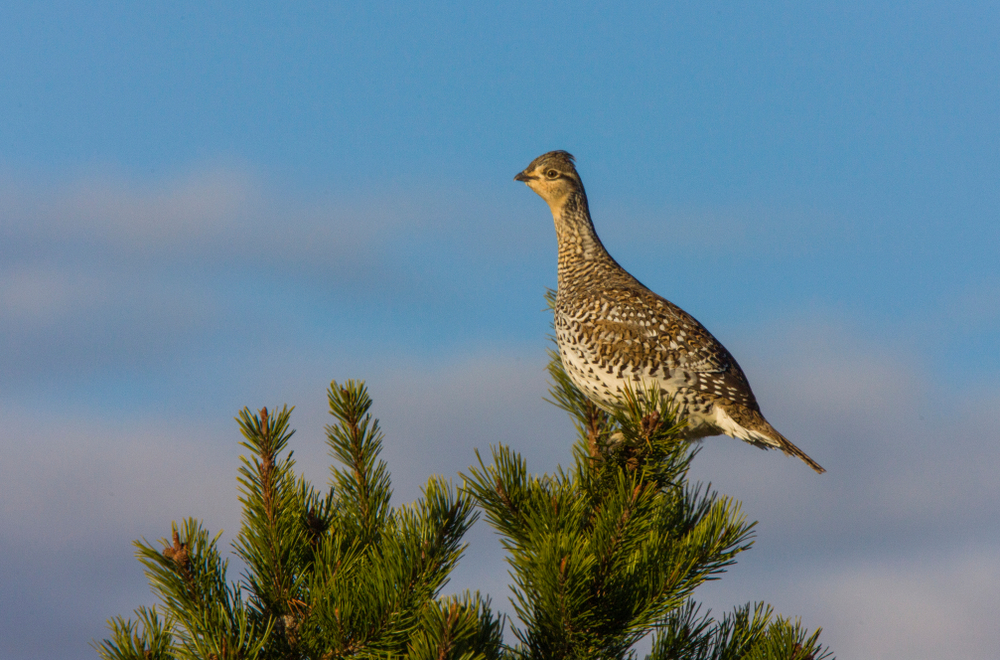 Sharptail Grouse