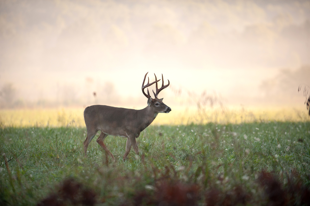 Whitetail Deer