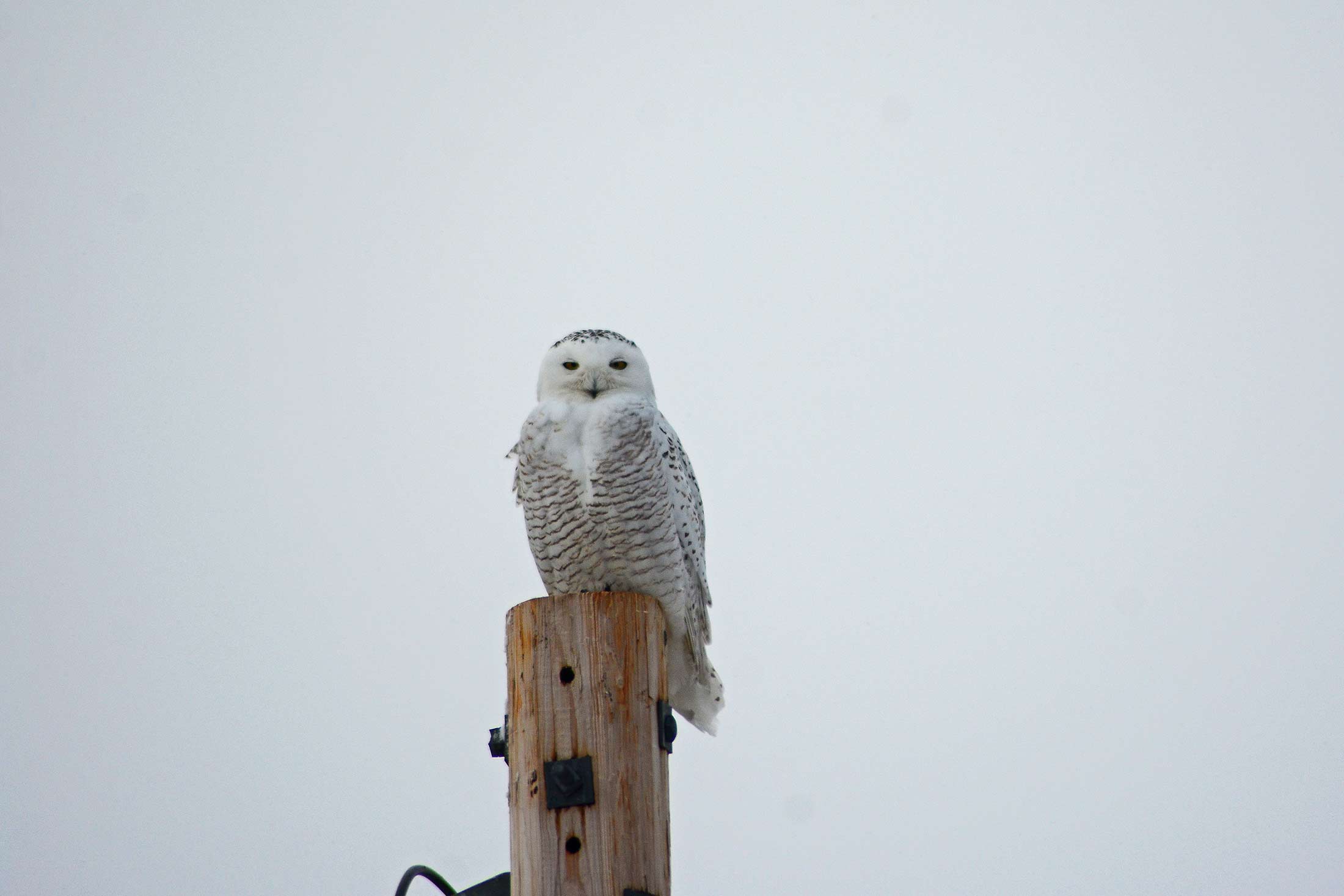 Bird Watching in Missouri River Country